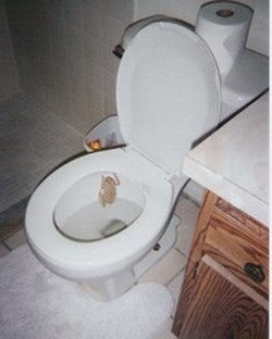 Frog in toilet